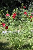 Hibiscus × hybridus. Цветущее растение. Узбекистан, г. Ташкент, Ботанический сад им. Ф.Н. Русанова. 22.07.2010.