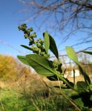 Смотреть изображение род Chenopodium