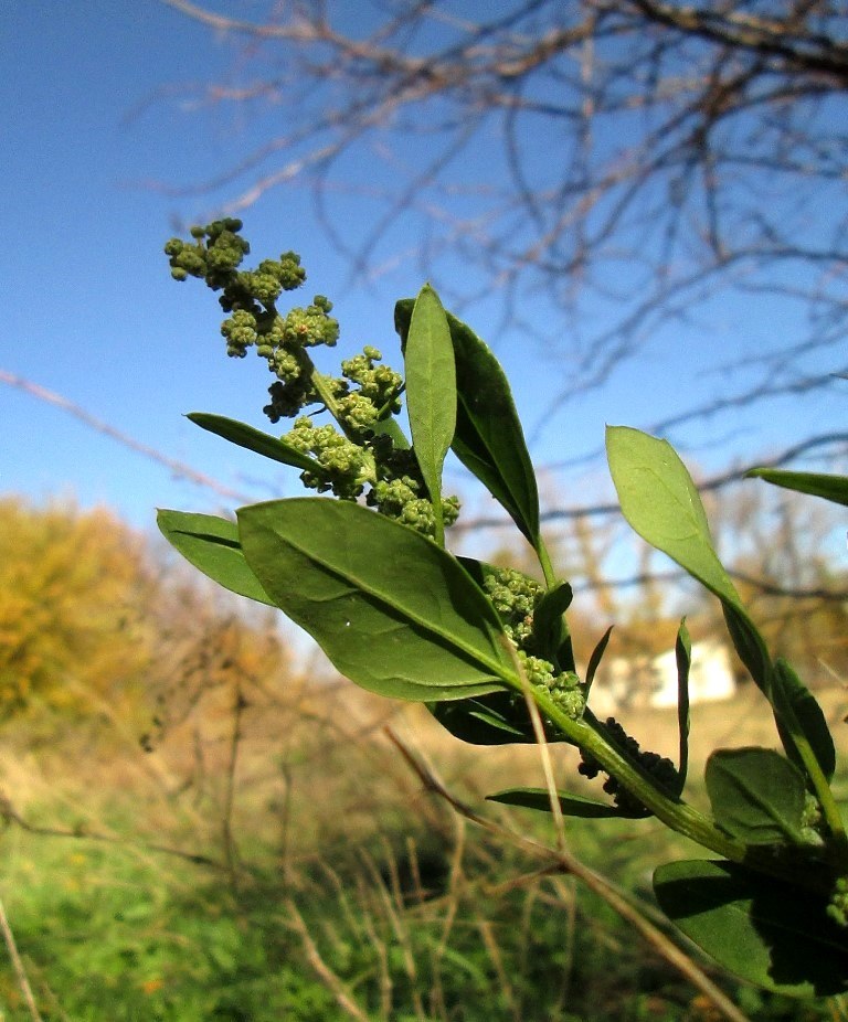 Изображение особи род Chenopodium.