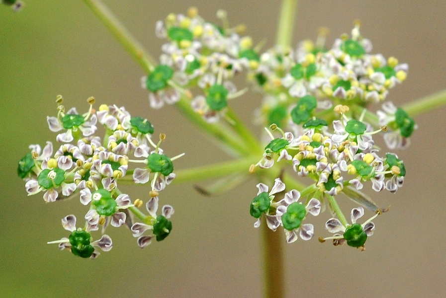 Image of Aulacospermum simplex specimen.