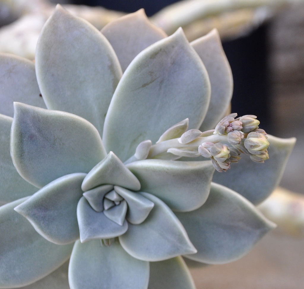 Image of Graptopetalum paraguayense specimen.