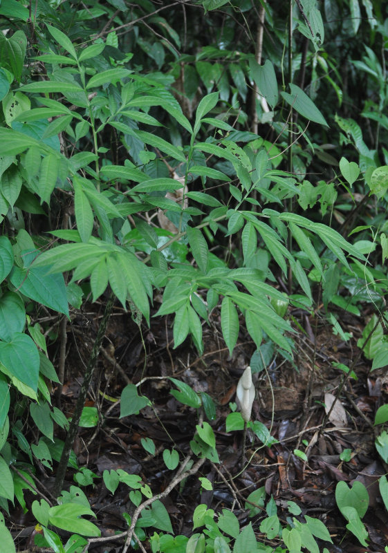 Image of Amorphophallus excentricus specimen.