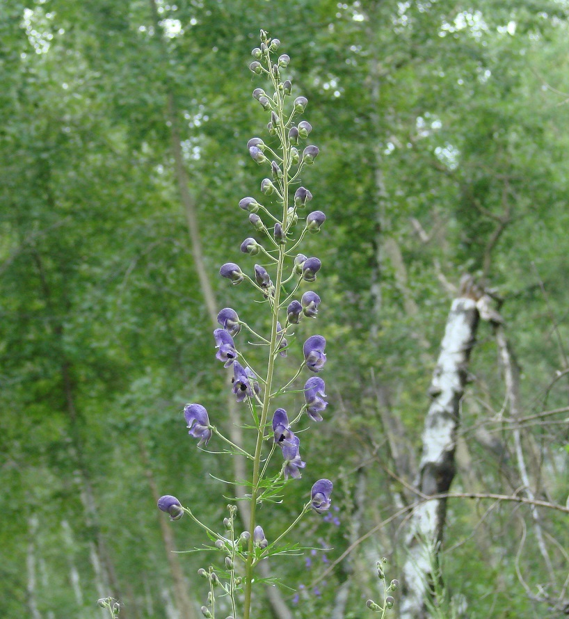 Image of Aconitum baicalense specimen.