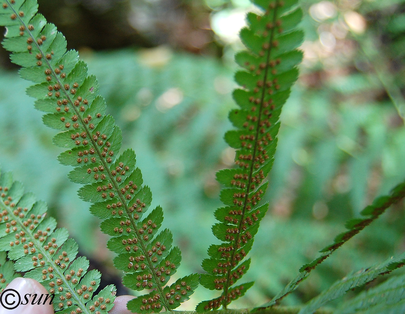 Image of Dryopteris filix-mas specimen.