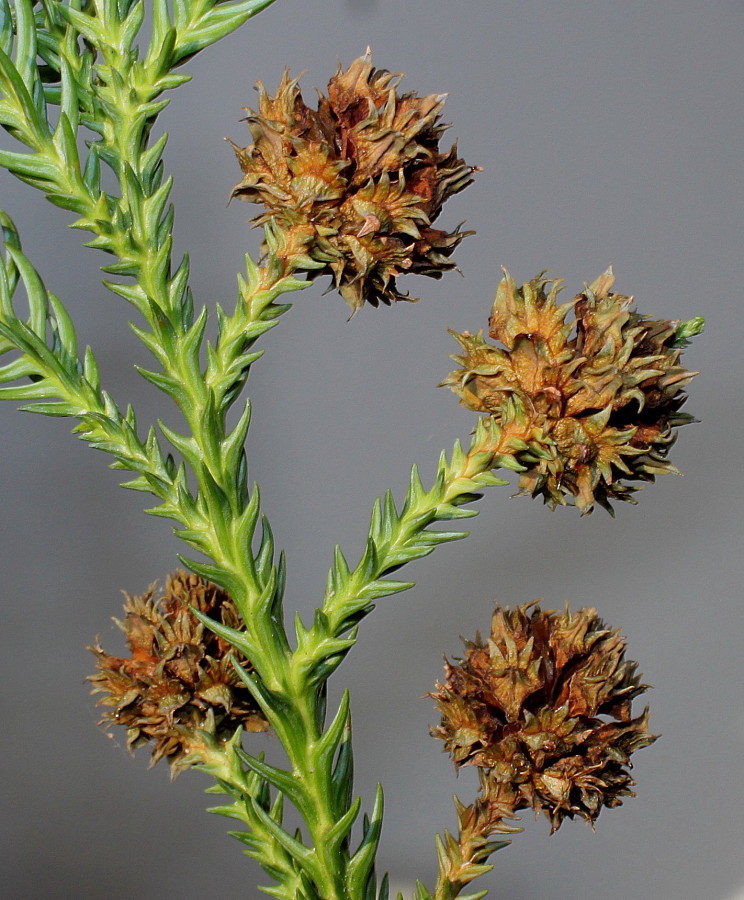 Image of Cryptomeria japonica specimen.