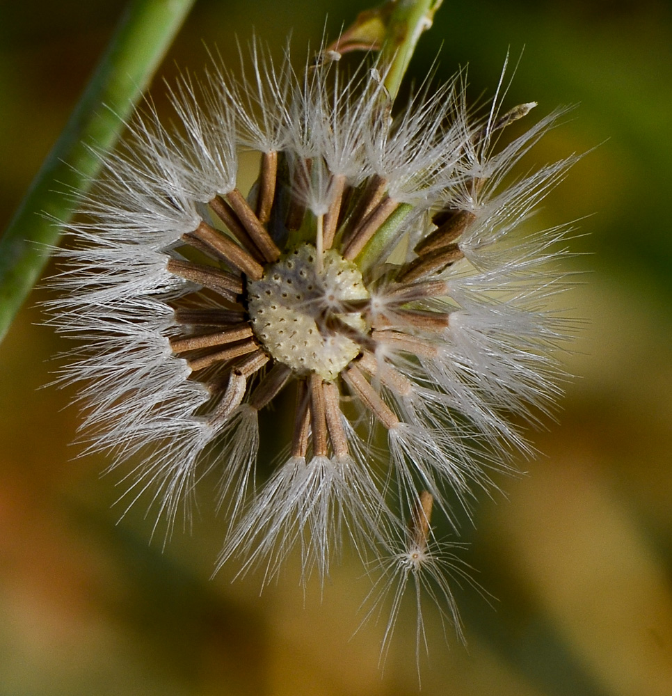 Image of Launaea nudicaulis specimen.