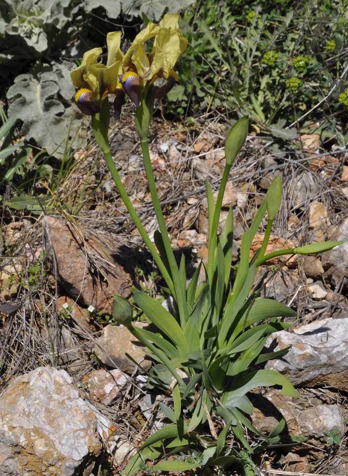 Image of Iris reichenbachii specimen.