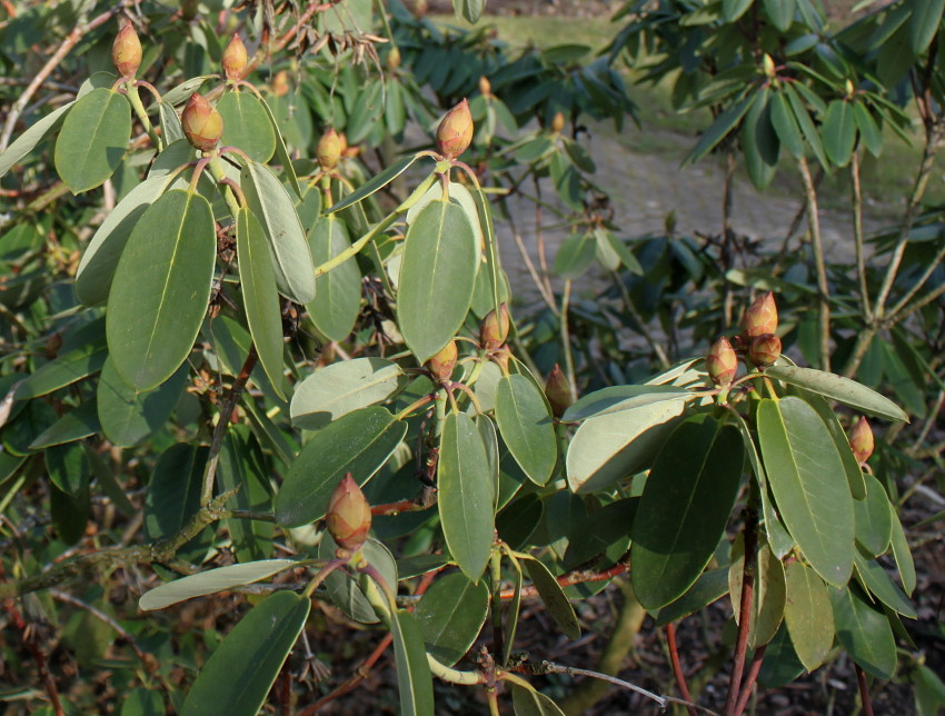 Image of Rhododendron campylocarpum specimen.