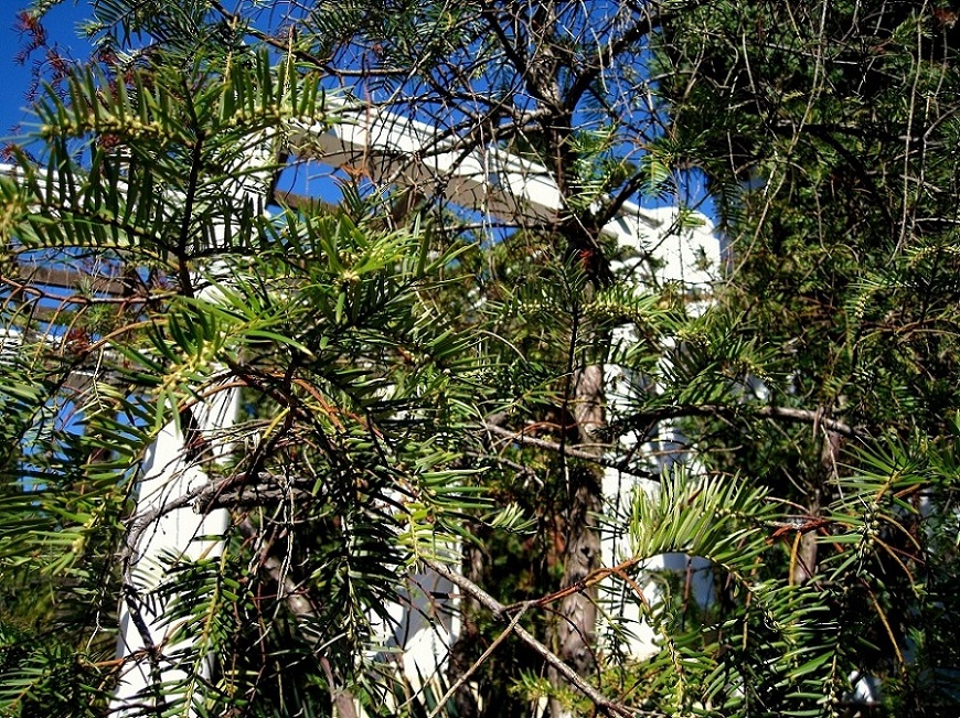 Image of Taxus sumatrana specimen.