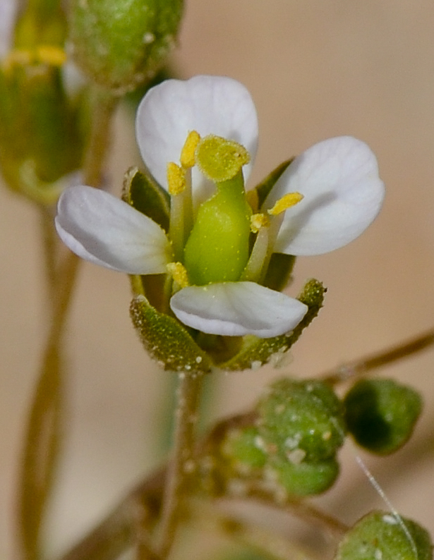 Image of Savignya parviflora specimen.