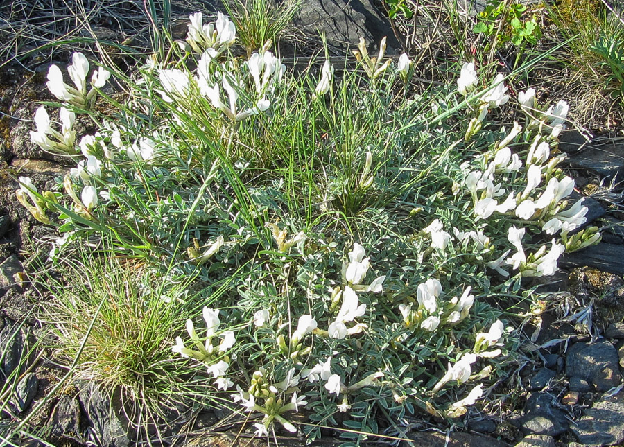 Изображение особи Astragalus macroceras.