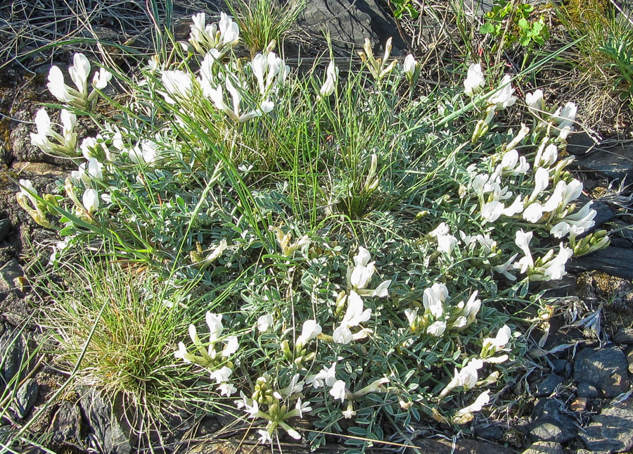 Image of Astragalus macroceras specimen.