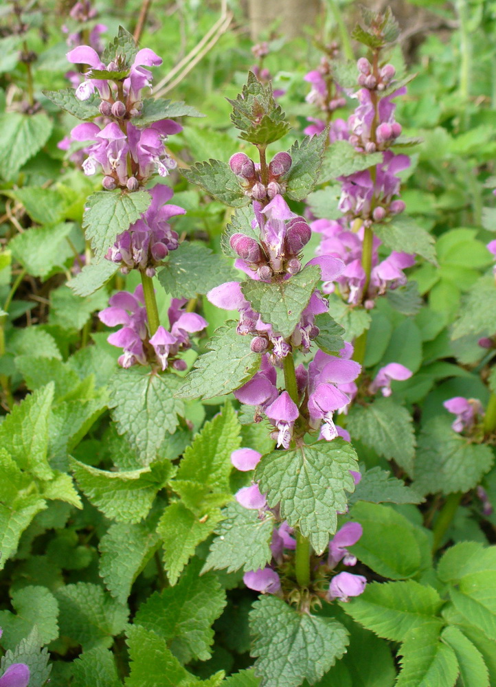 Image of Lamium maculatum specimen.