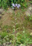 Lactuca sibirica. Цветущее растение. Приморье, окр. пос. Терней. 02.08.2012.