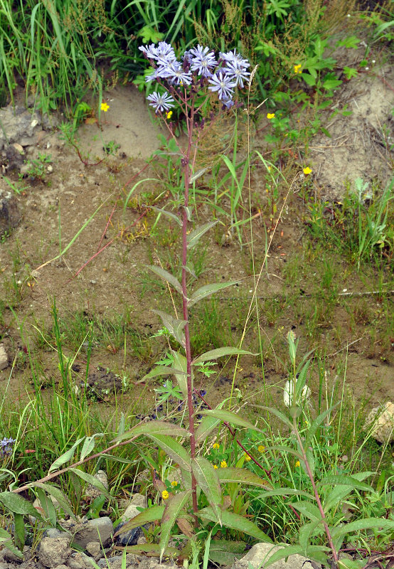 Image of Lactuca sibirica specimen.