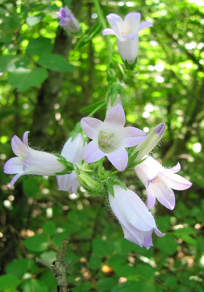 Image of Campanula praealta specimen.