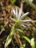 Stellaria graminea. Цветок (вид со стороны чашечки) и бутоны. Нидерланды, провинция Friesland, остров Schiermonnikoog, закреплённая дюна. 13 июня 2009 г.