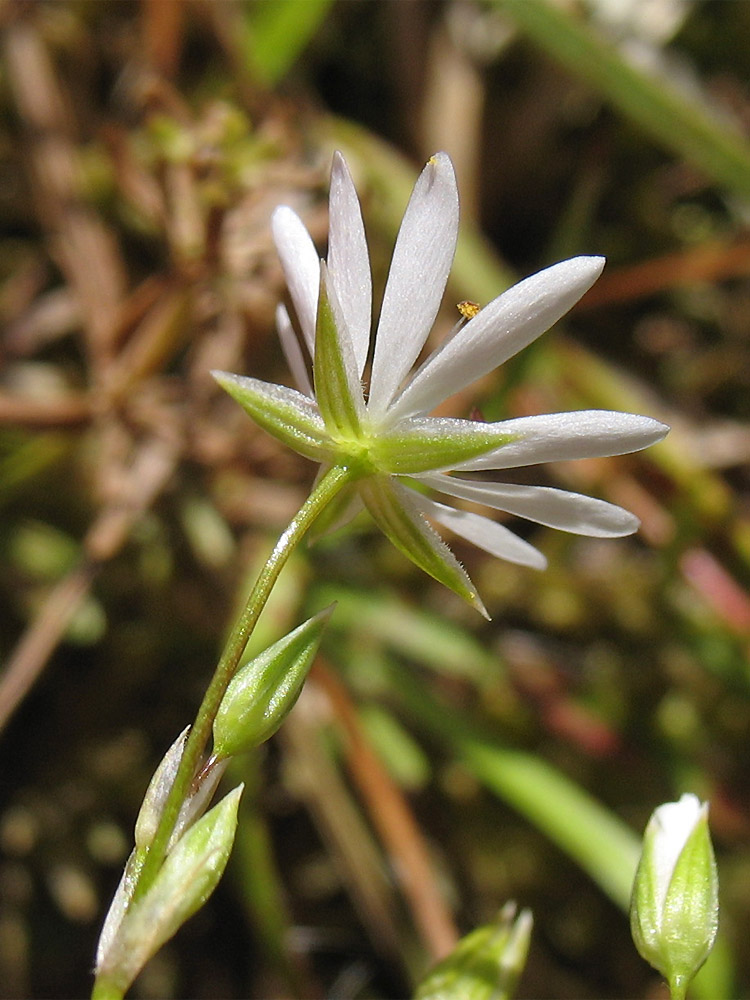 Image of Stellaria graminea specimen.