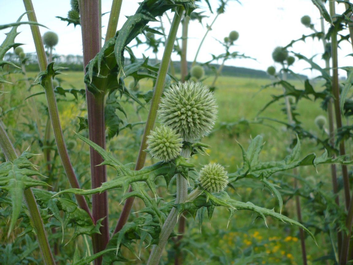 Изображение особи Echinops sphaerocephalus.