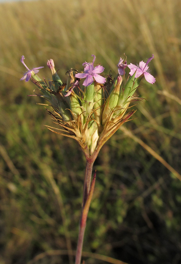 Изображение особи Dianthus pseudarmeria.