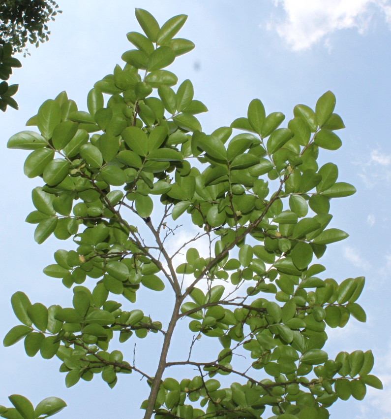 Image of Lagerstroemia indica specimen.