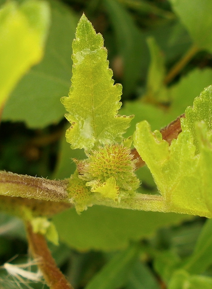 Image of Xanthium orientale specimen.