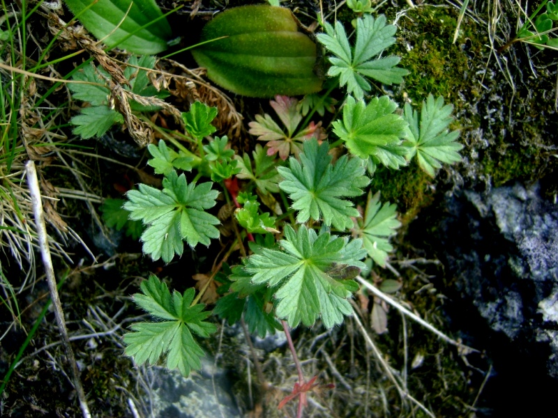 Image of Potentilla crantzii specimen.