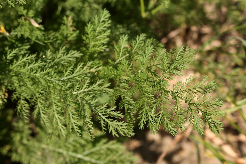 Image of Achillea nobilis specimen.