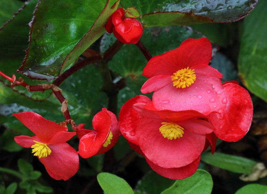 Изображение особи Begonia &times; hortensis.