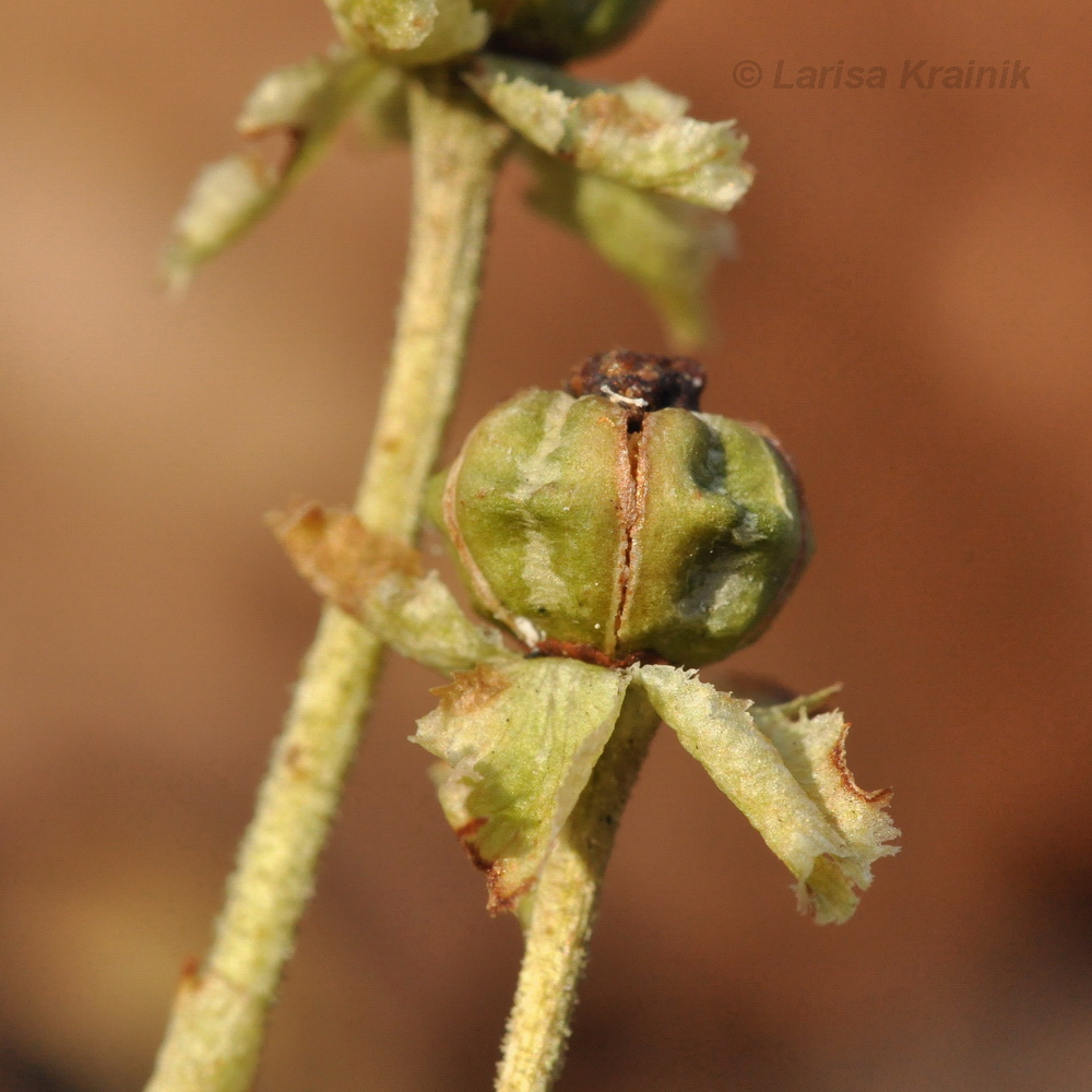 Image of Chimaphila japonica specimen.