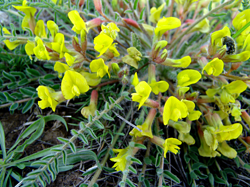 Изображение особи Astragalus henningii.