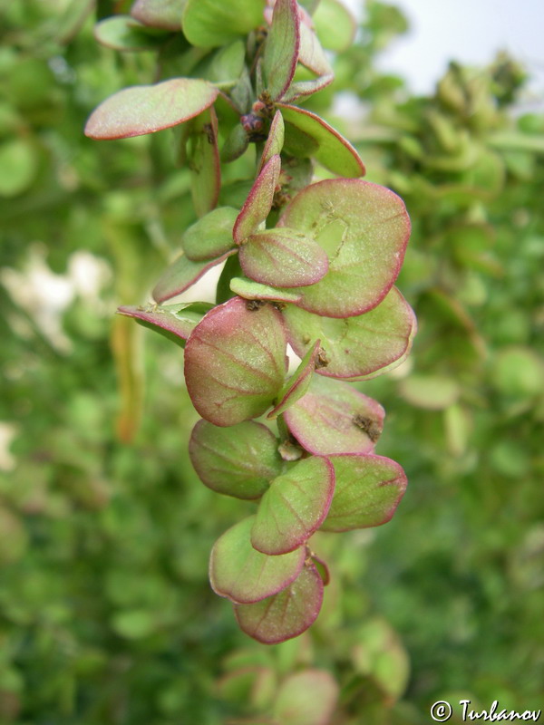 Image of Atriplex aucheri specimen.