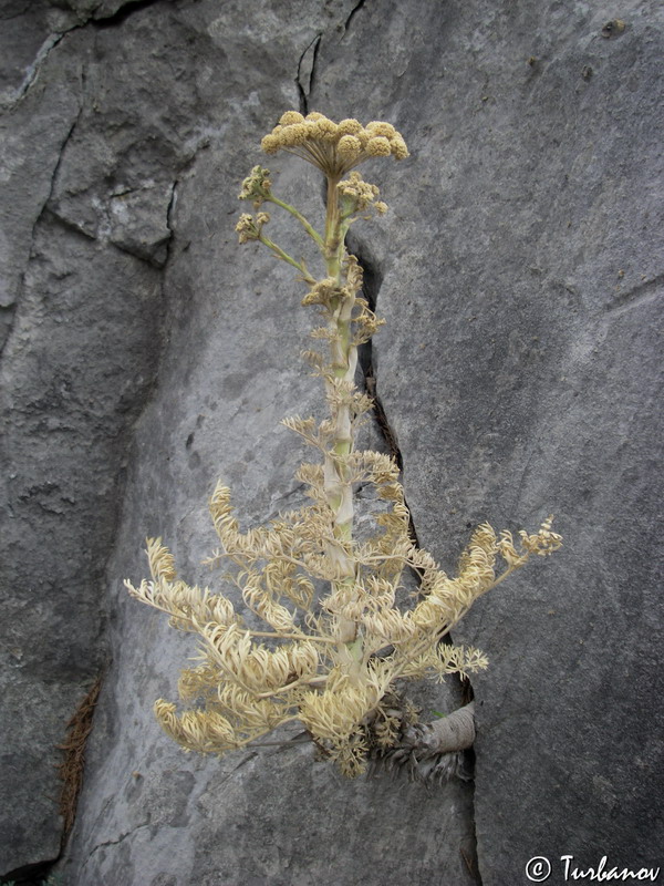 Image of Seseli gummiferum specimen.