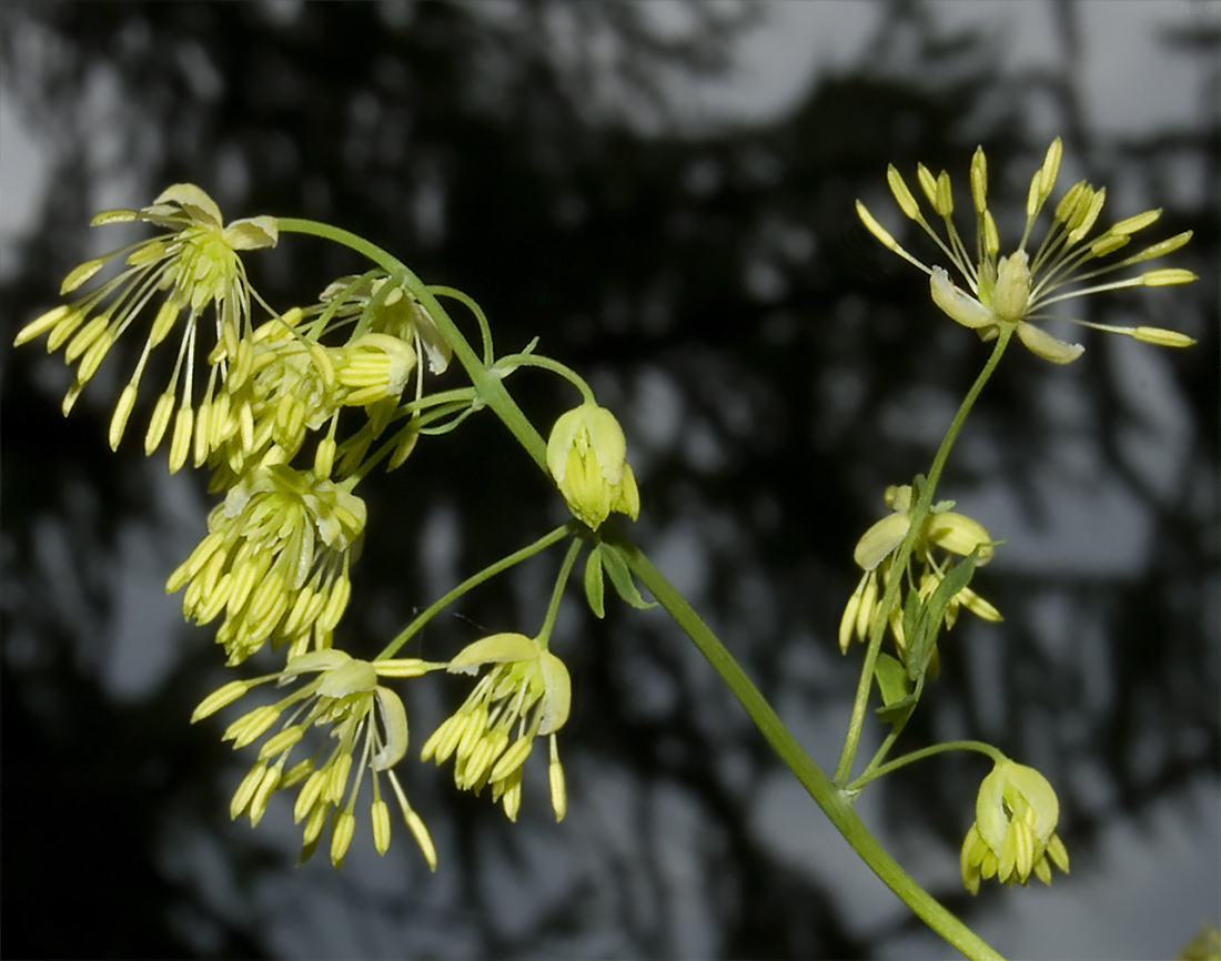 Image of Thalictrum minus specimen.