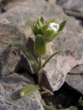 Cerastium inflatum. Зацветающее растение. Южный Казахстан, хр. Боролдайтау, ущ. Кенозен. 29.04.2007.
