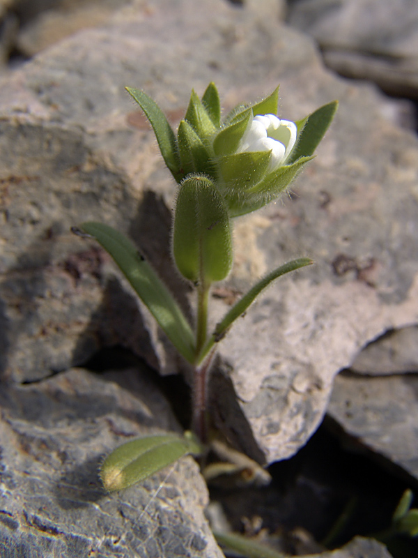 Image of Cerastium inflatum specimen.