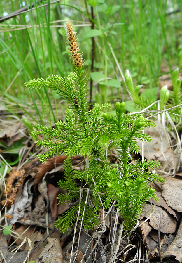 Изображение особи Lycopodium juniperoideum.