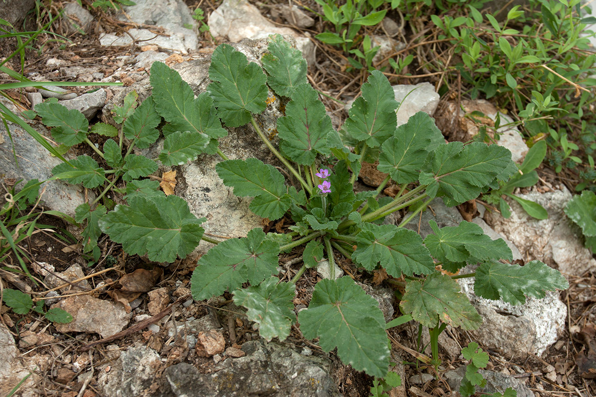 Image of Erodium malacoides specimen.