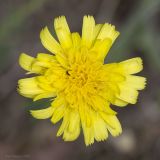 Leontodon biscutellifolius