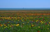 Tulipa suaveolens. Аспект цветущих растений. Крым, Керченский п-ов, окр. оз. Узунлар. 20.04.2015.