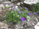 Edraianthus serbicus