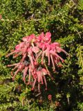 Grevillea lanigera. Соцветие и побеги. США, Калифорния, Сан-Франциско, ботанический сад. 28.02.2014.