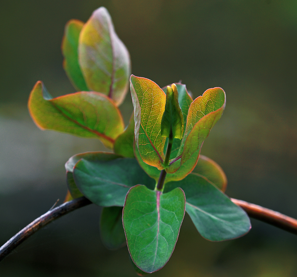 Image of genus Lonicera specimen.