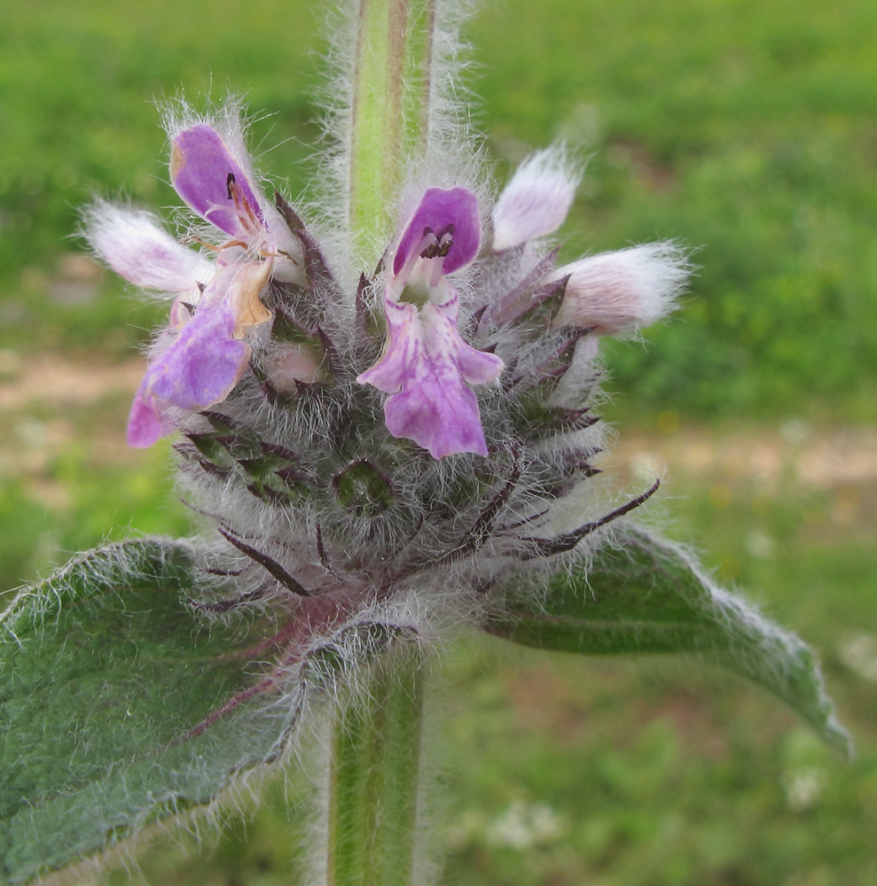 Image of Stachys balansae specimen.