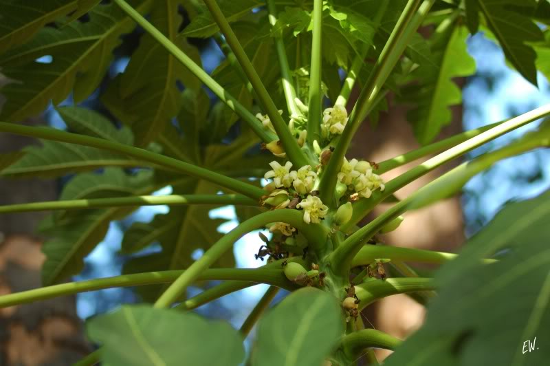 Image of Carica papaya specimen.