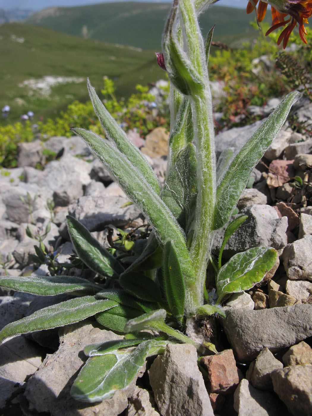 Изображение особи Tephroseris caucasigena.