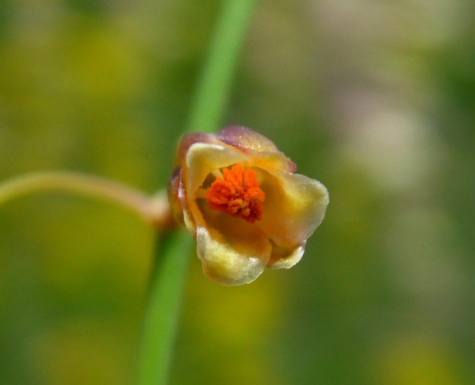 Image of Asparagus officinalis specimen.