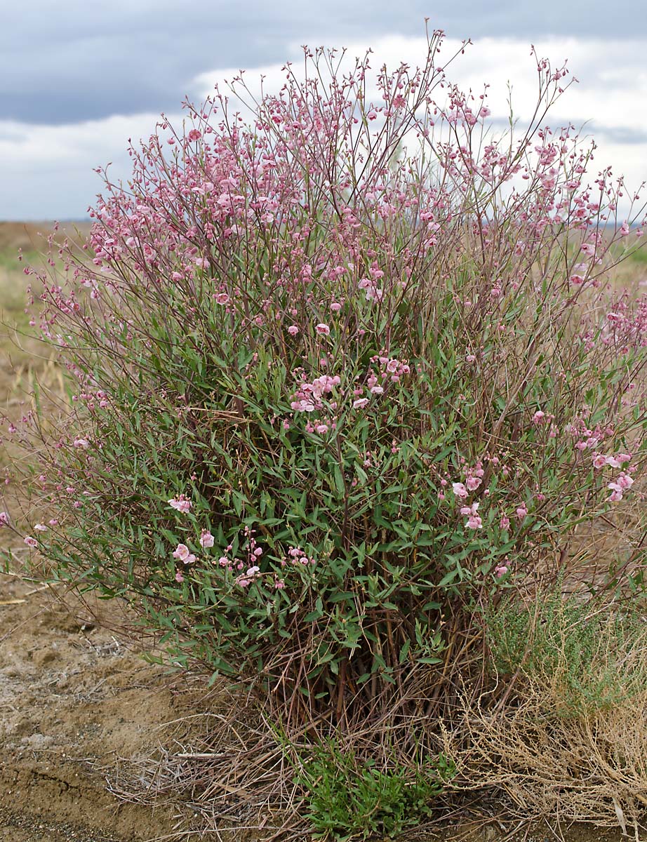 Image of Poacynum pictum specimen.