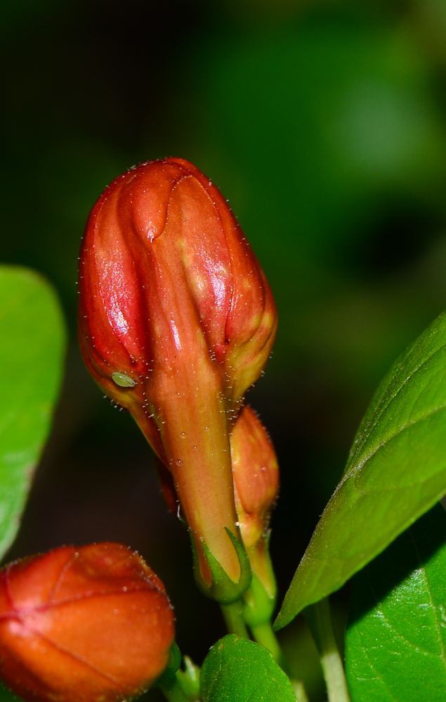 Image of Ruttya fruticosa specimen.