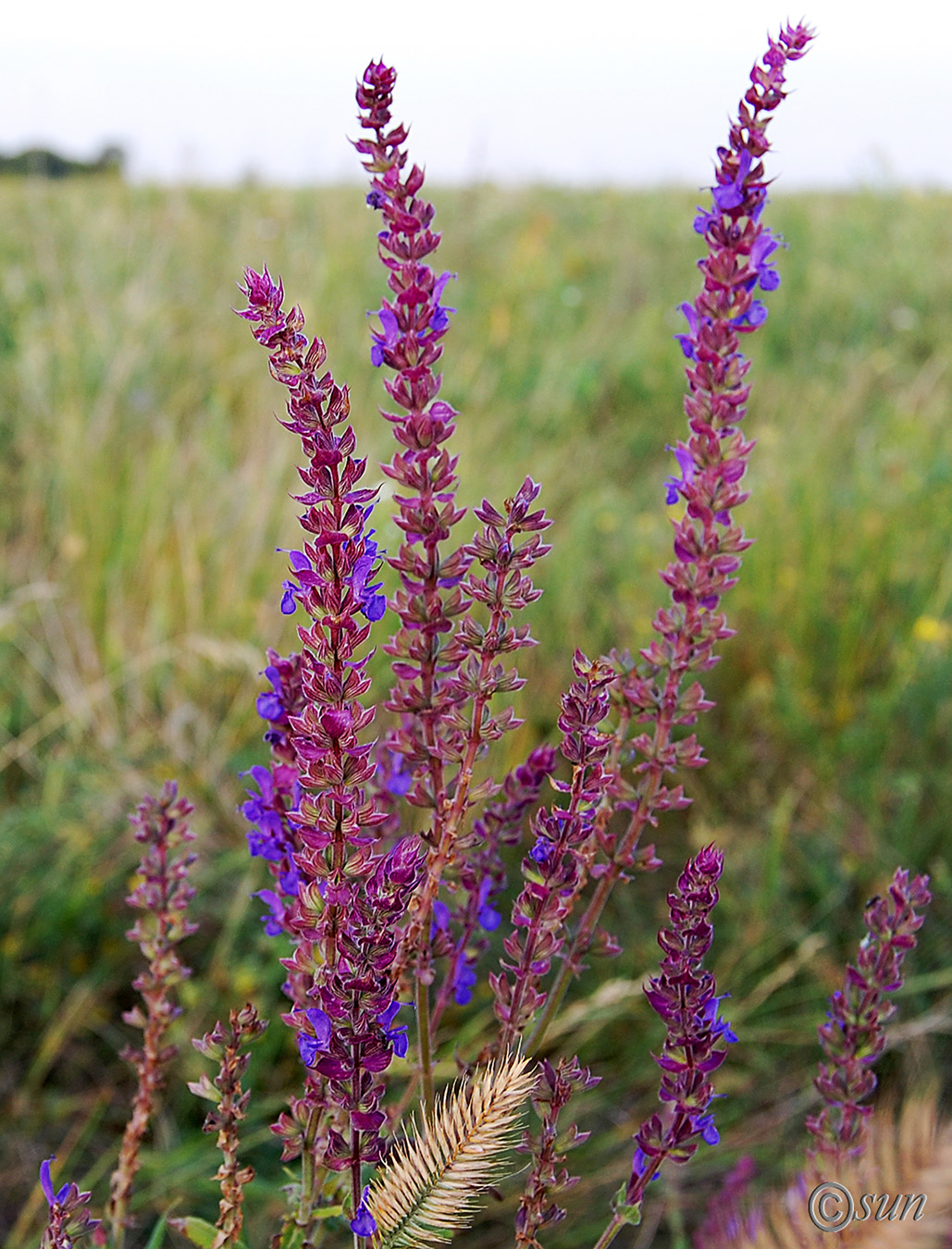 Изображение особи Salvia nemorosa.